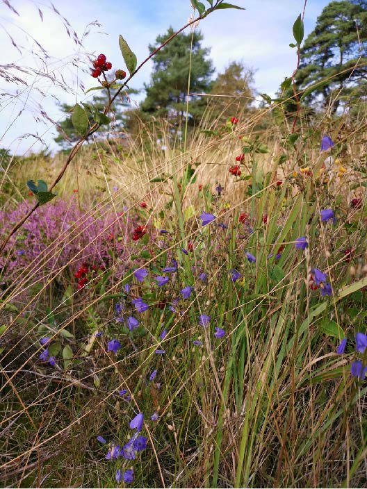 Sommerblomster