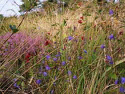 Sommerblomster