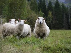 3 Sauer på åker