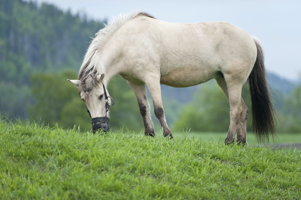 Hest på åker